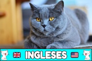 Nombres ingleses para gatos.