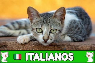 Nombres italianos para gatos.