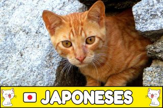 Nombres japoneses para gatos.