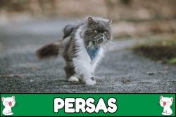 Nombres para gatos persas.