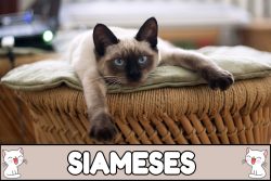 Nombres para gatos siameses.